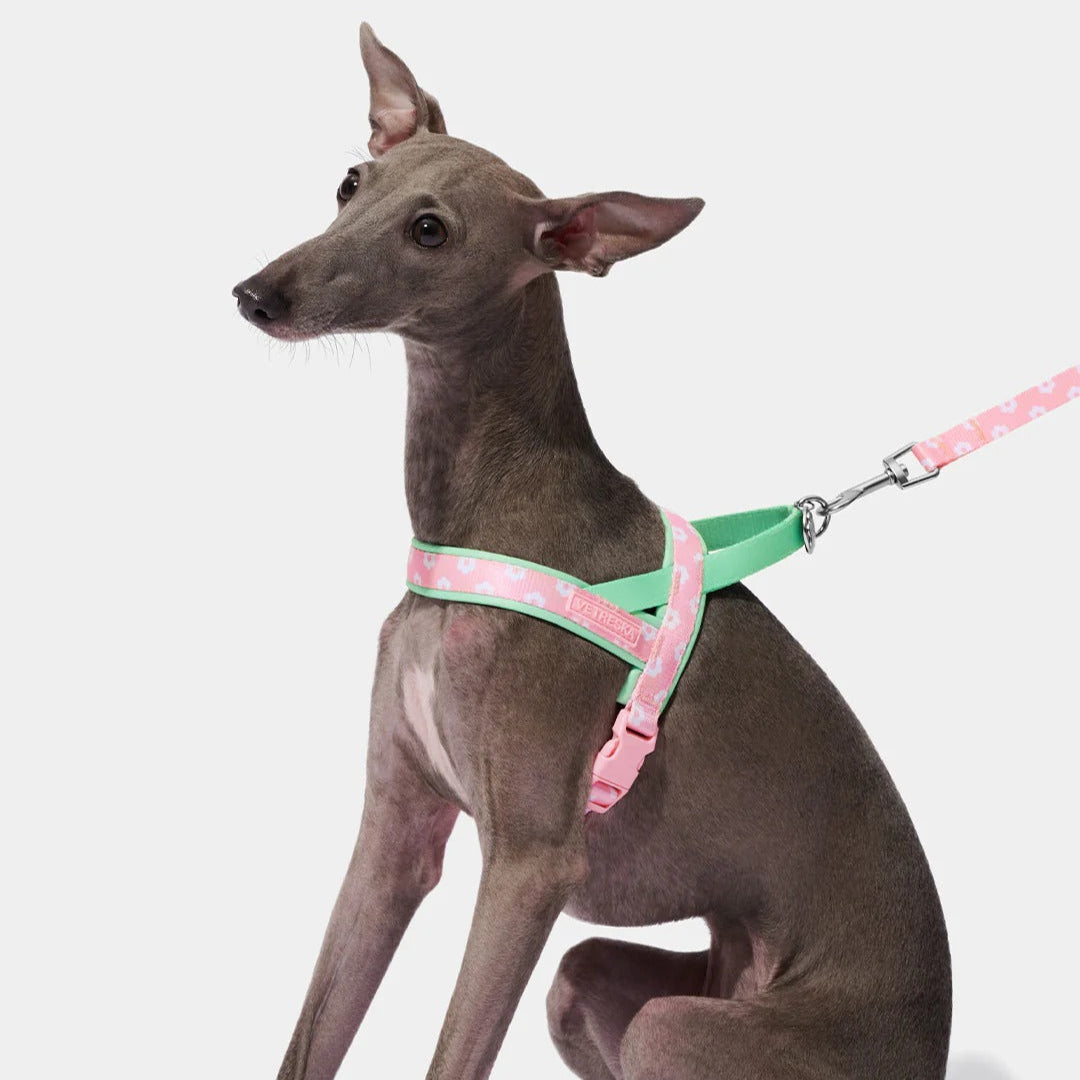 Vetreska - Flora Pet Harness & Leash Set - OCC LIFE